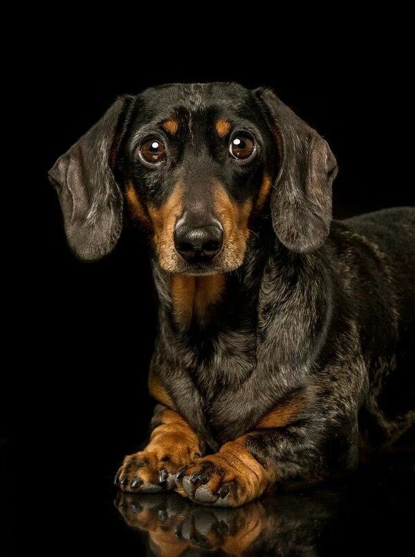 Такса - животные, собаки, такса - оригинал