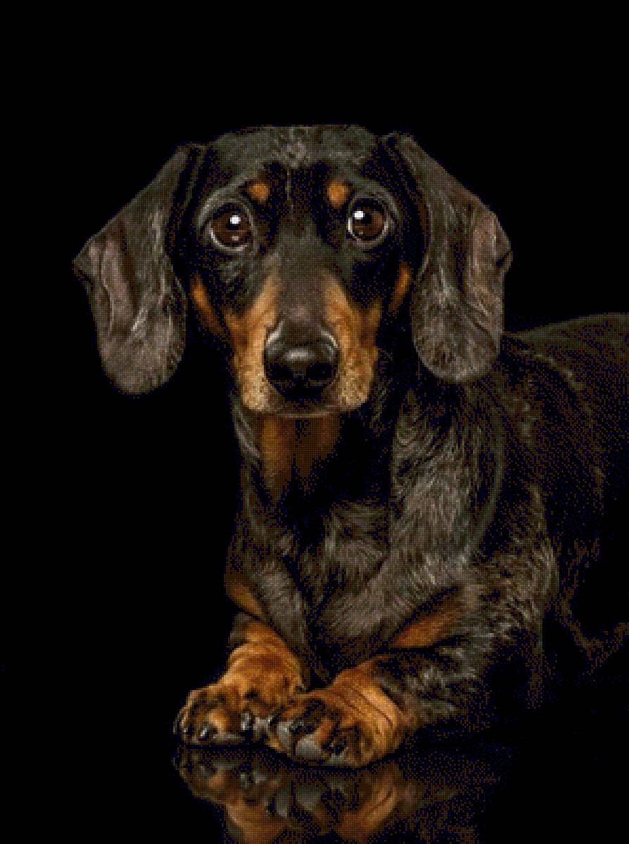 Такса - животные, собаки, такса - предпросмотр