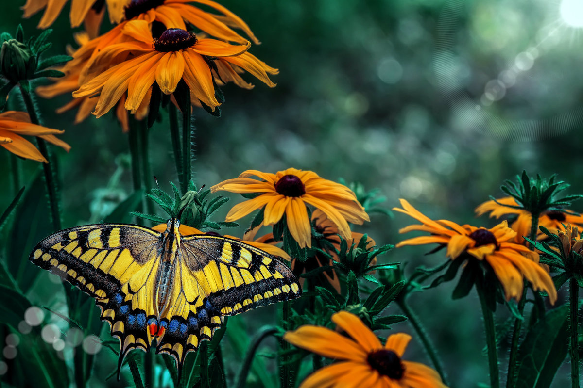 Оранжевые цветы и бабочка. - оригинал