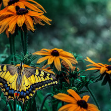 Схема вышивки «Оранжевые цветы и бабочка.»