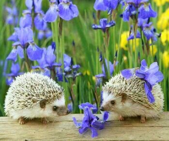 Ежики - ежики, ирисы - оригинал