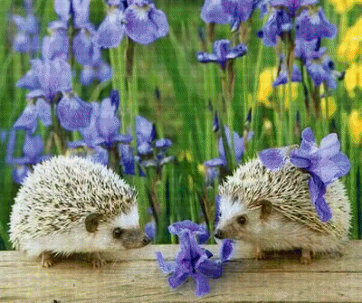 Ежики - ирисы, ежики - предпросмотр