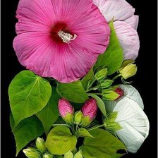 Схема вышивки «цветы»