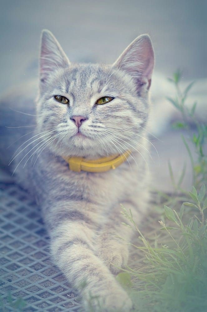 Кошка - животные, кошки - оригинал