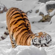 Тигр на снегу.