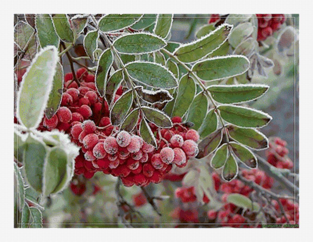 Изморозь на рябине. - ветка, рябина, заморозки, иней, кисть - предпросмотр