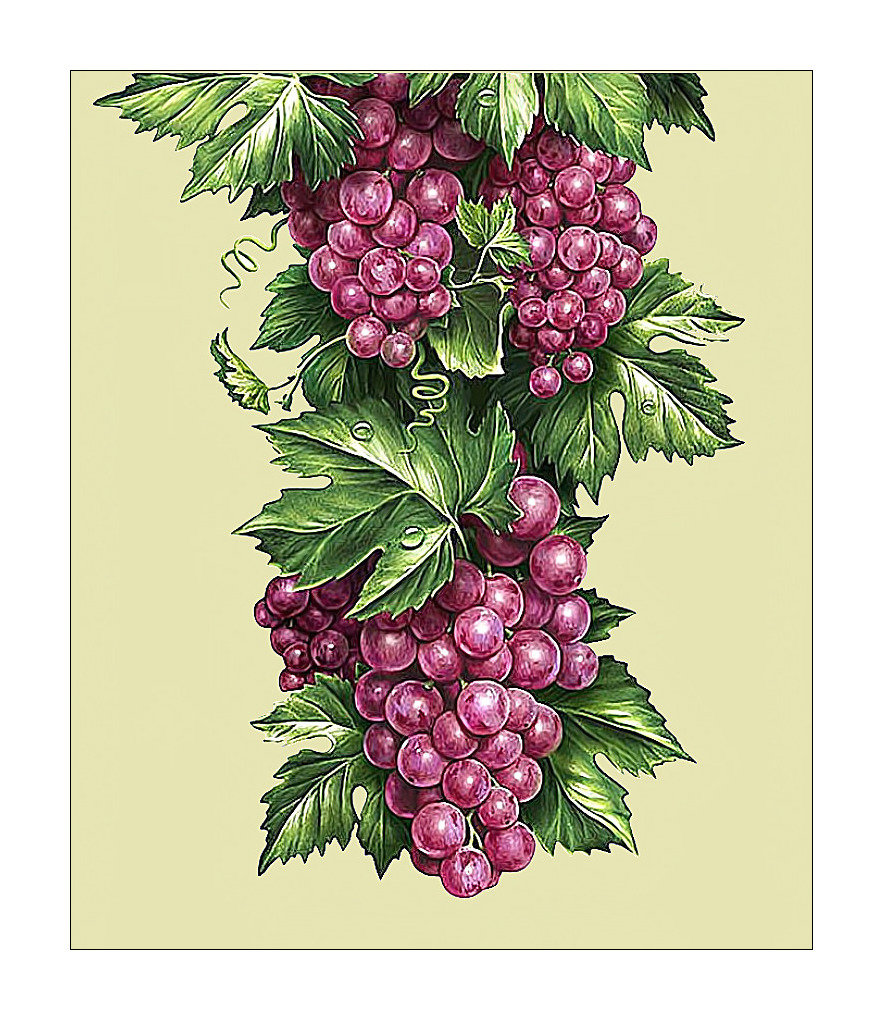 Виноград. - виноград, гроздь, ягоды, живопись - оригинал