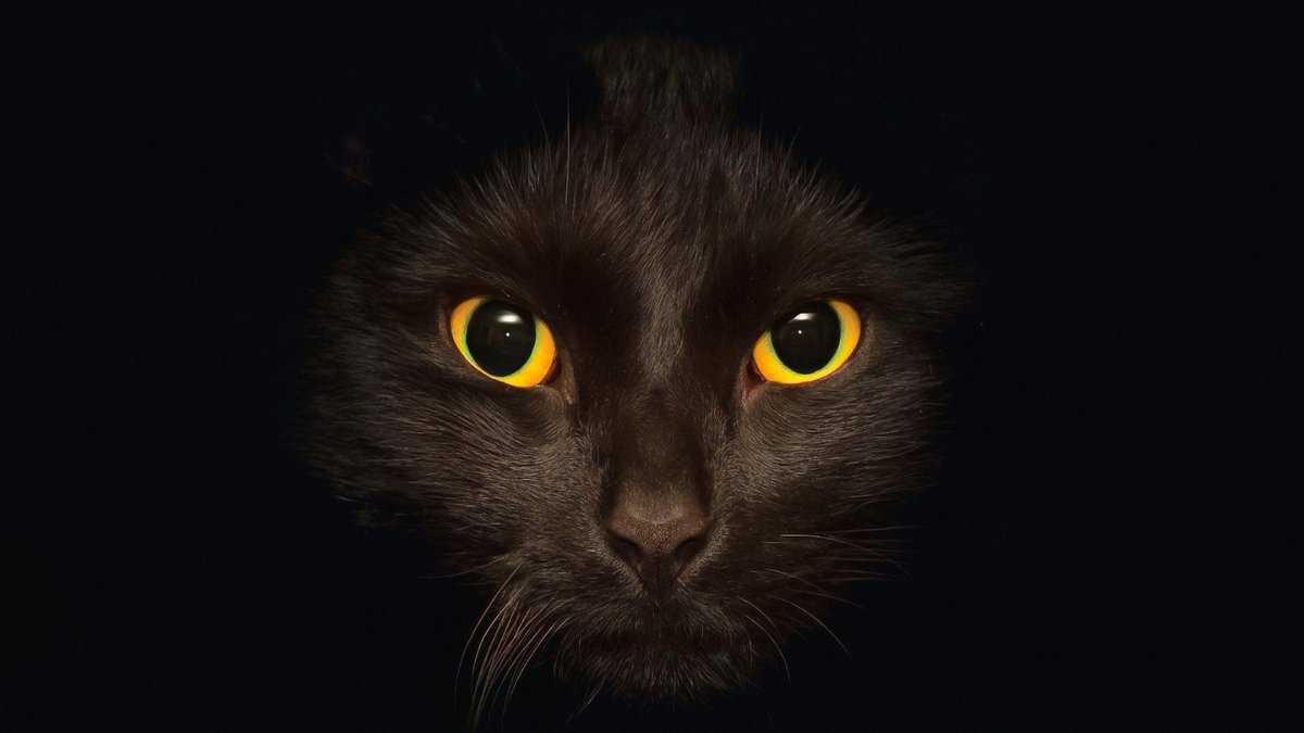 Черный кот - кошки, животные - оригинал