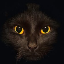 Оригинал схемы вышивки «Черный кот» (№2065223)