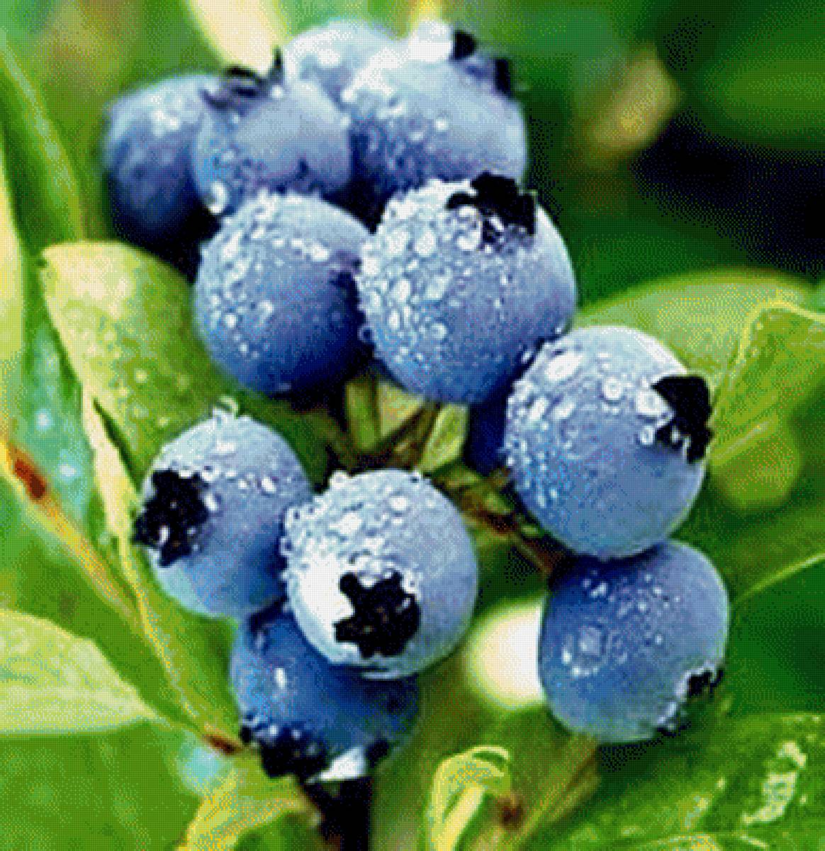 №2065384 - предпросмотр