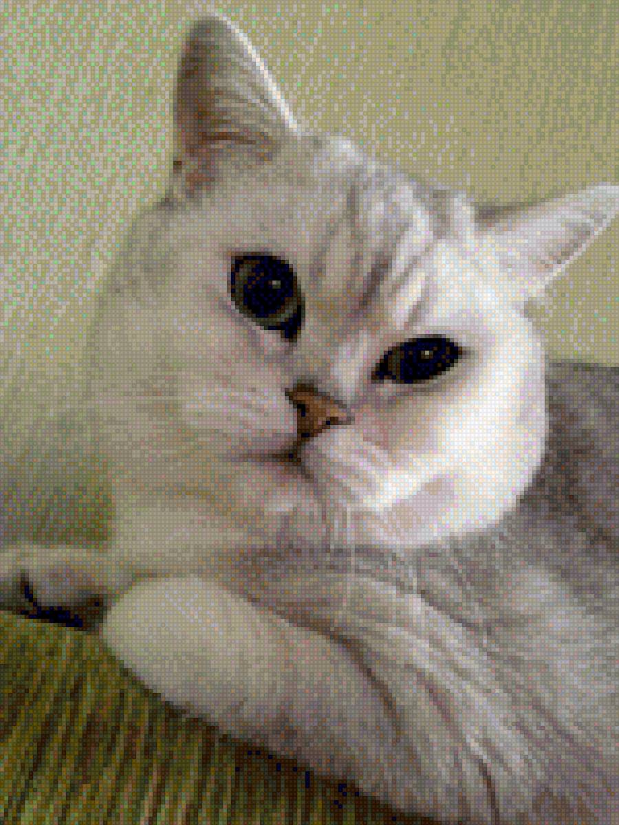 Кот цветшиншилла - фабиан, любимый кот - предпросмотр