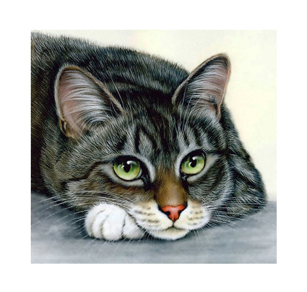 Кошка. - кошка. - оригинал