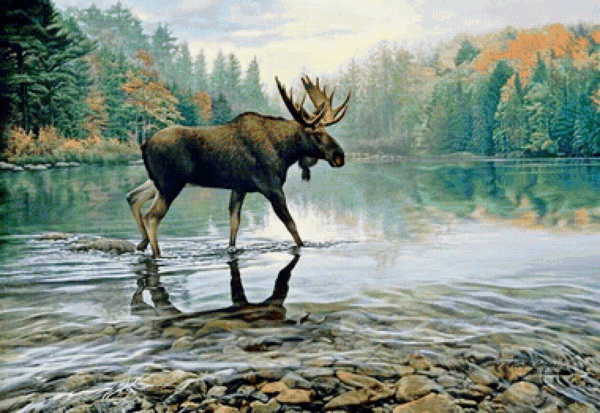 Лось - предпросмотр