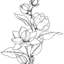 Схема вышивки «Магнолия контурная»