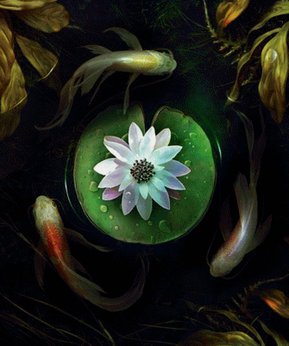 Кои - предпросмотр