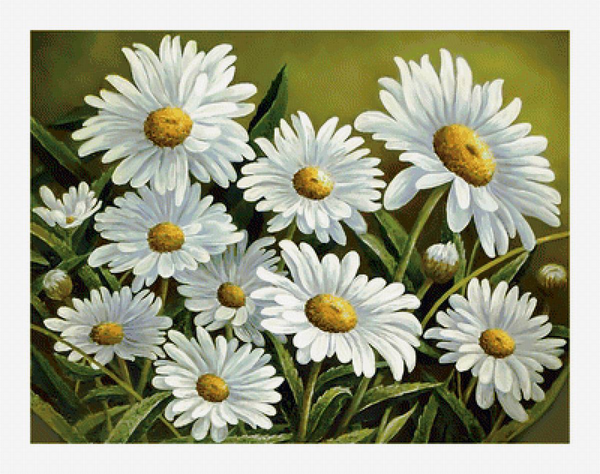 Ромашки. - ромашки, живопись, цветы - предпросмотр