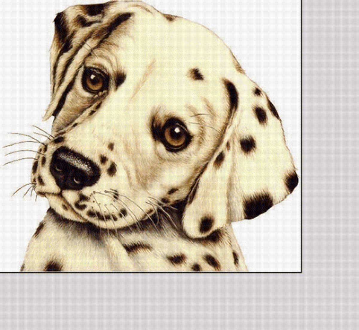 №2068067 - собаки, животные - предпросмотр