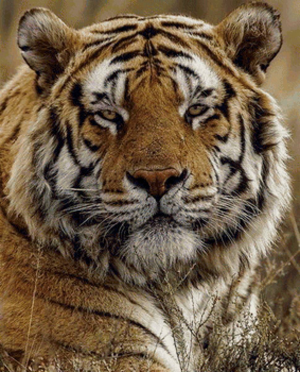 дикие - предпросмотр