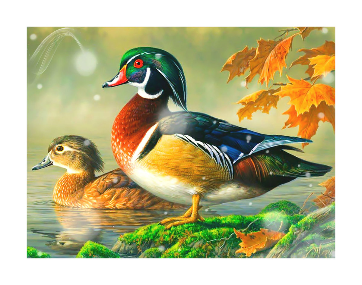 Утки-мандаринки - оригинал