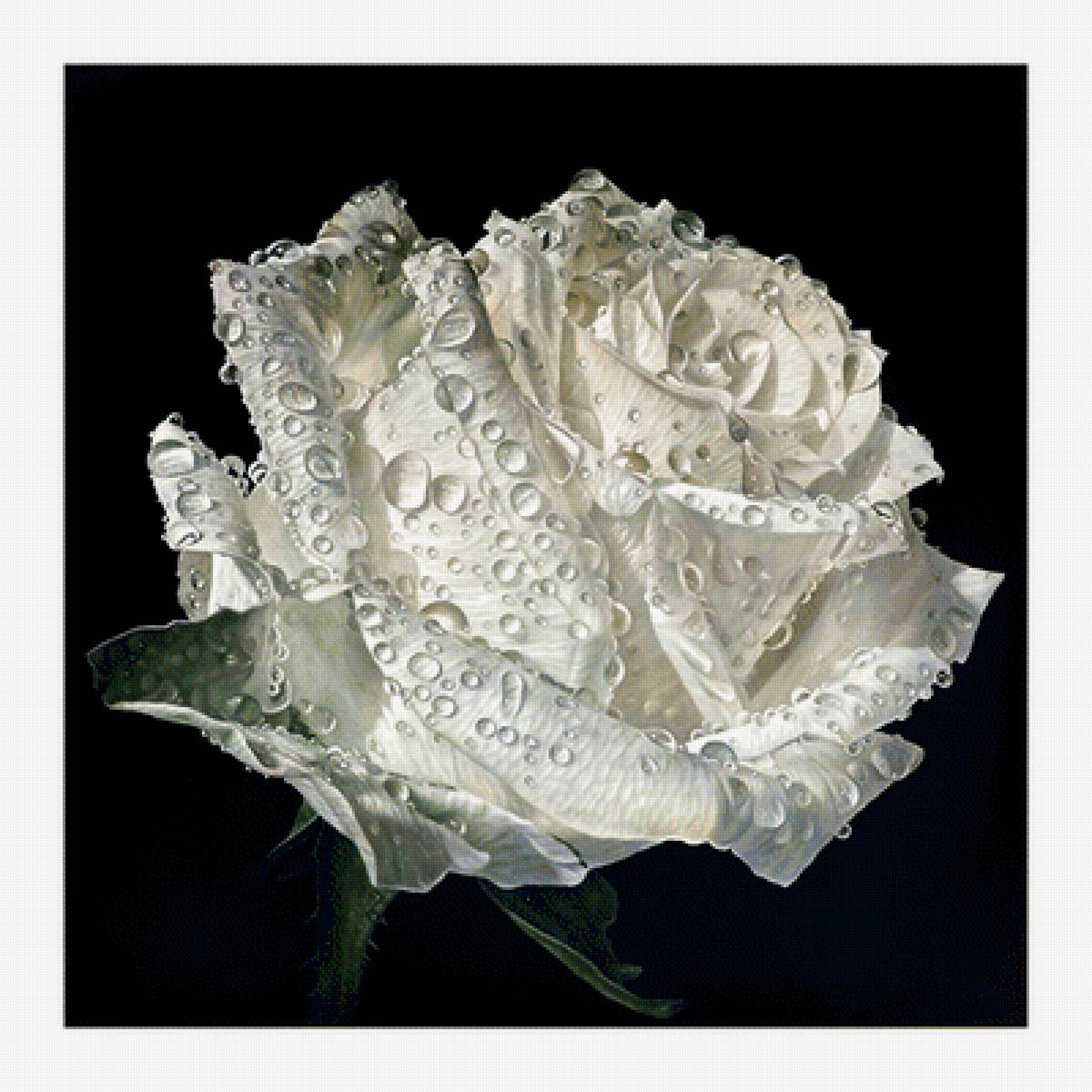 №2069313 - цветы, капли, розы - предпросмотр