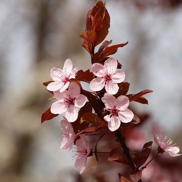 Весенние цветы - #цветы, #весна - оригинал