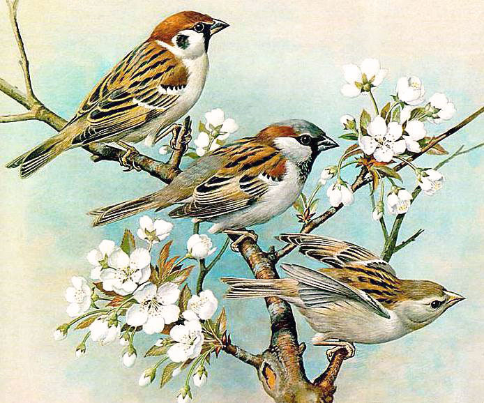 Воробышки - воробьи, цветущая ветка, птицы, весна - оригинал