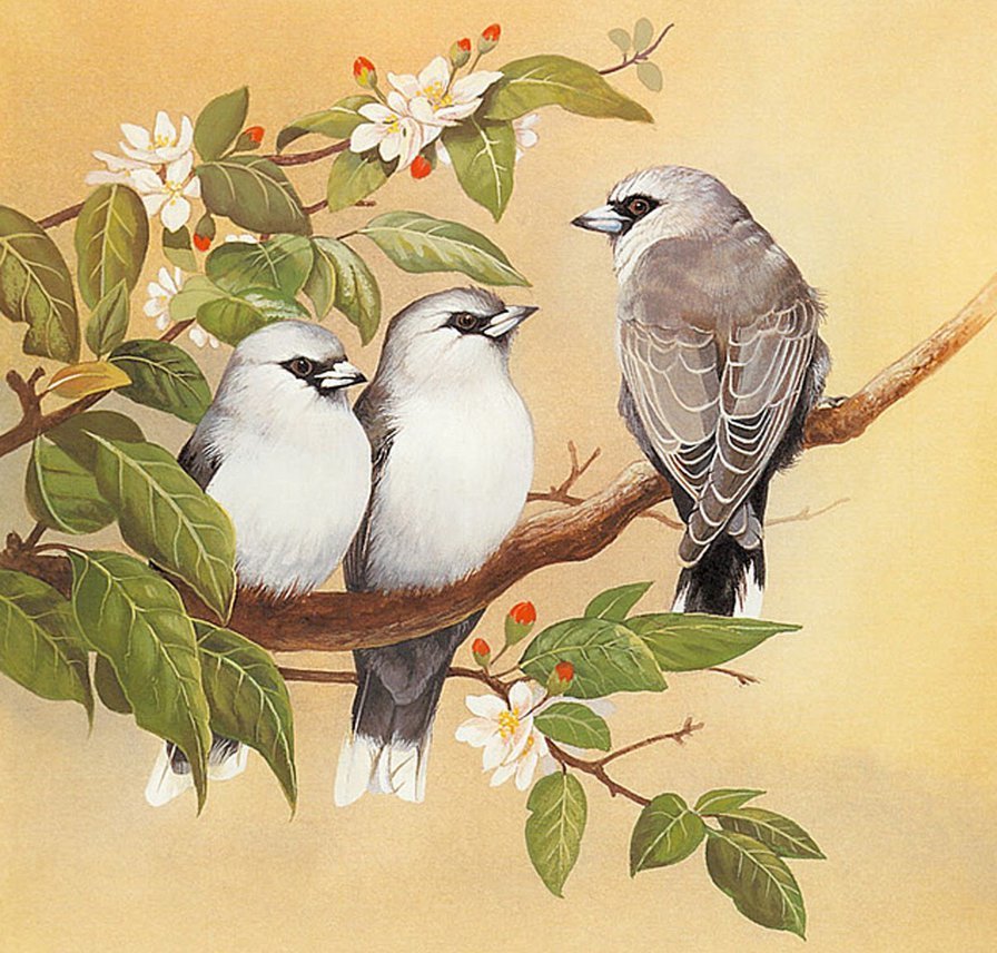 Птички на ветке - птицы, цветущая ветка - оригинал