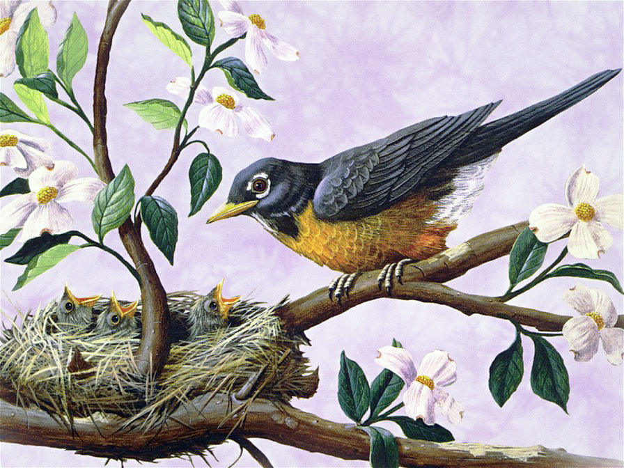 Пташка у гнезда - птицы, цветущая ветка, гнездо, весна, птенцы - оригинал