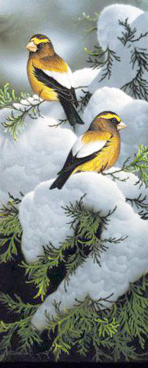 Птички на заснежнной туе - птицы, зима, снег - оригинал