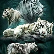 Схема вышивки «белые тигры»