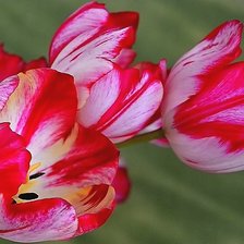 Схема вышивки «тюльпаны»