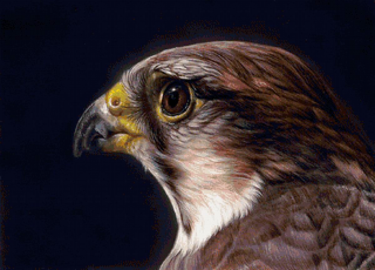 Худ. Кристина Скулте - голова, птицы, портрет, ястреб, хищник - предпросмотр