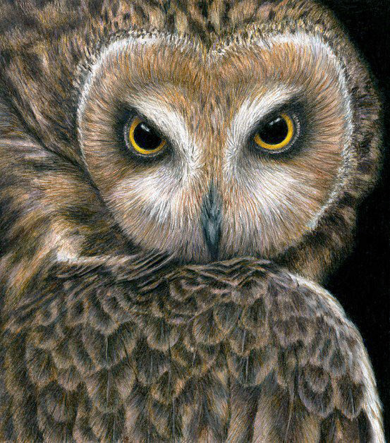 Филин - птицы, филин - оригинал