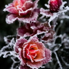 Схема вышивки «№2071154»