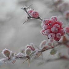 Схема вышивки «№2071157»