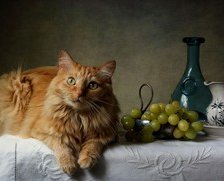 Оригинал схемы вышивки «Натюрморт с рыжим котом» (№2071243)