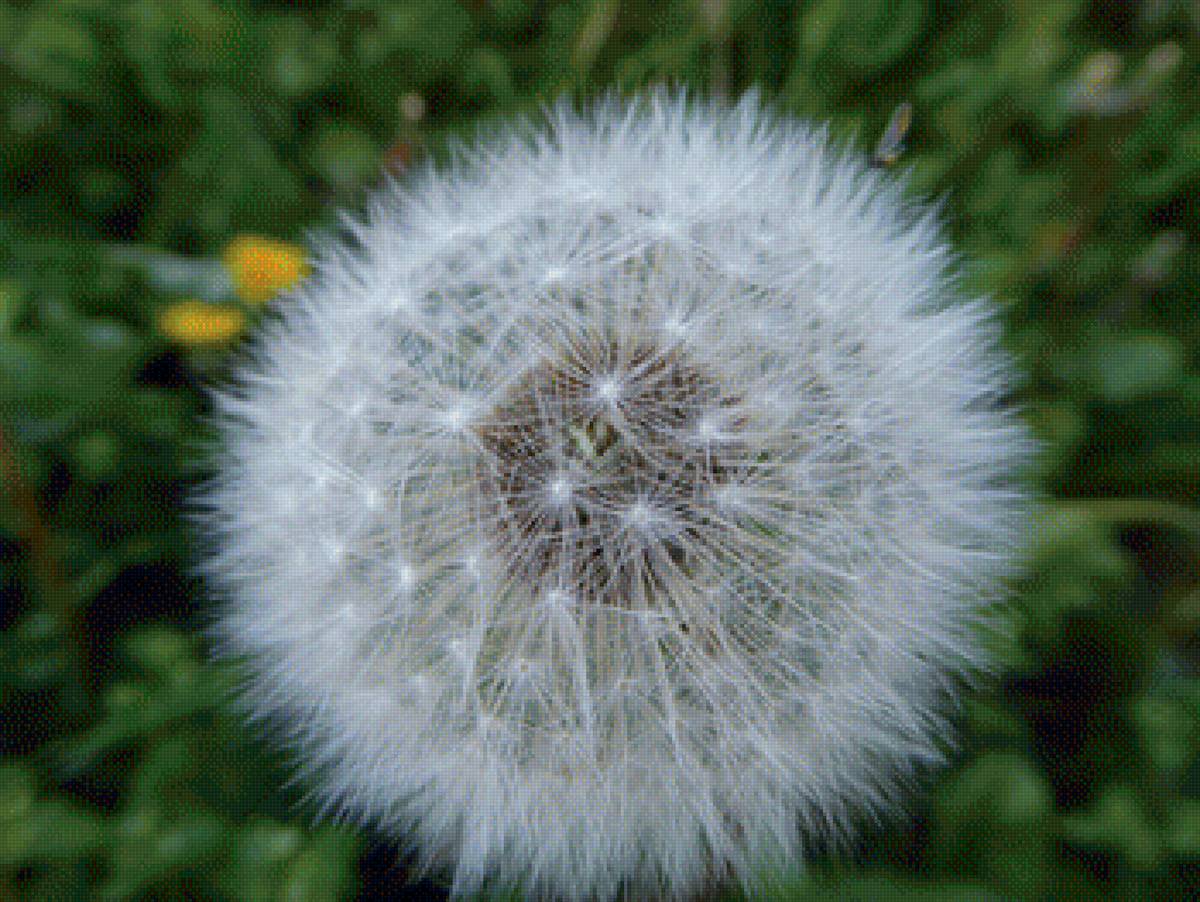 Одуванчик - одуванчик, цветок, цветы - предпросмотр
