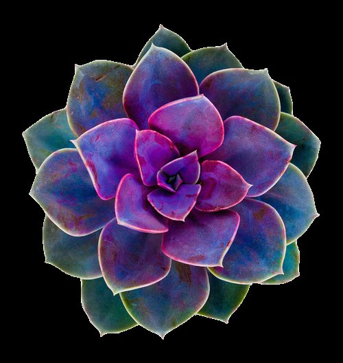 Суккулент - эхеверия, суккуленты, цветы, растения, кактус - оригинал