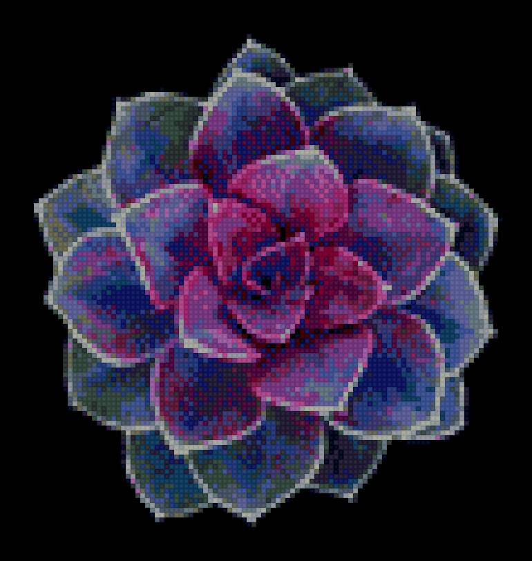 Суккулент - эхеверия, растения, цветы, суккуленты, кактус - предпросмотр