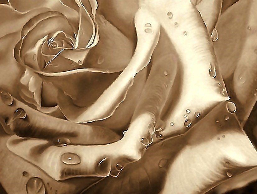 роза - оригинал