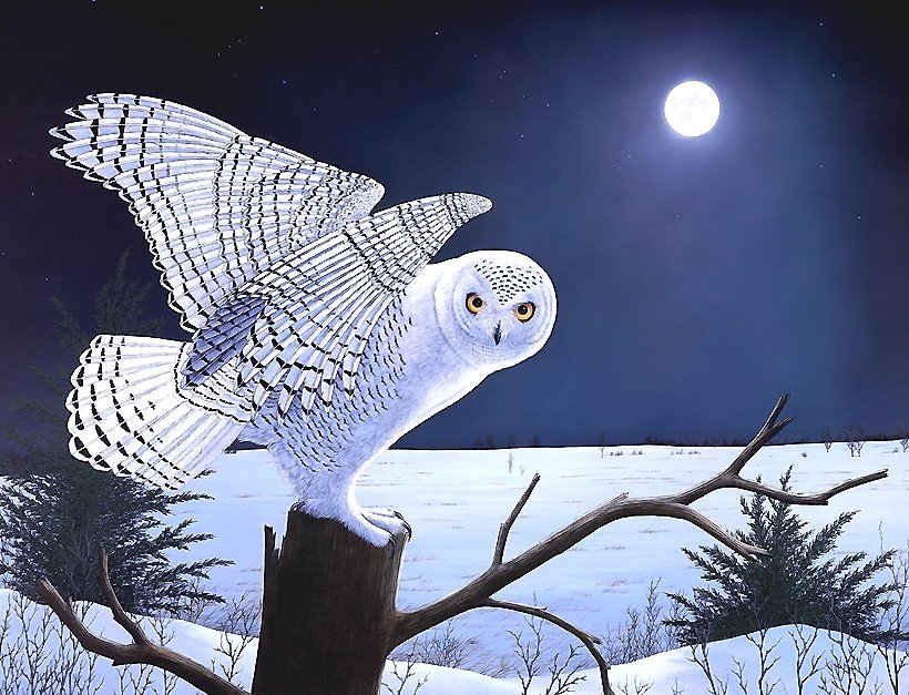 сова - оригинал