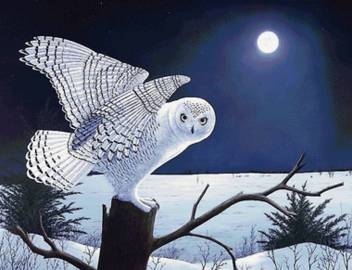 сова - предпросмотр