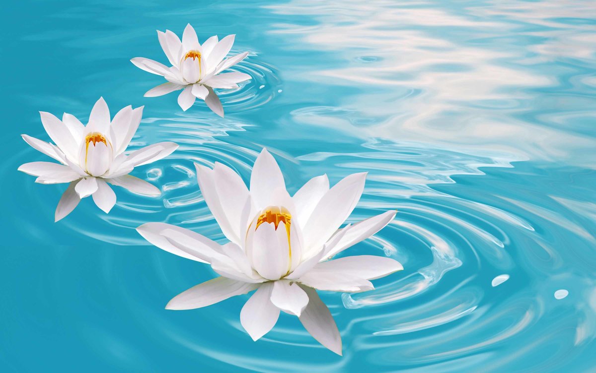 Три лотоса-2 - цветы, природа, водоем, река, вода, лето - оригинал