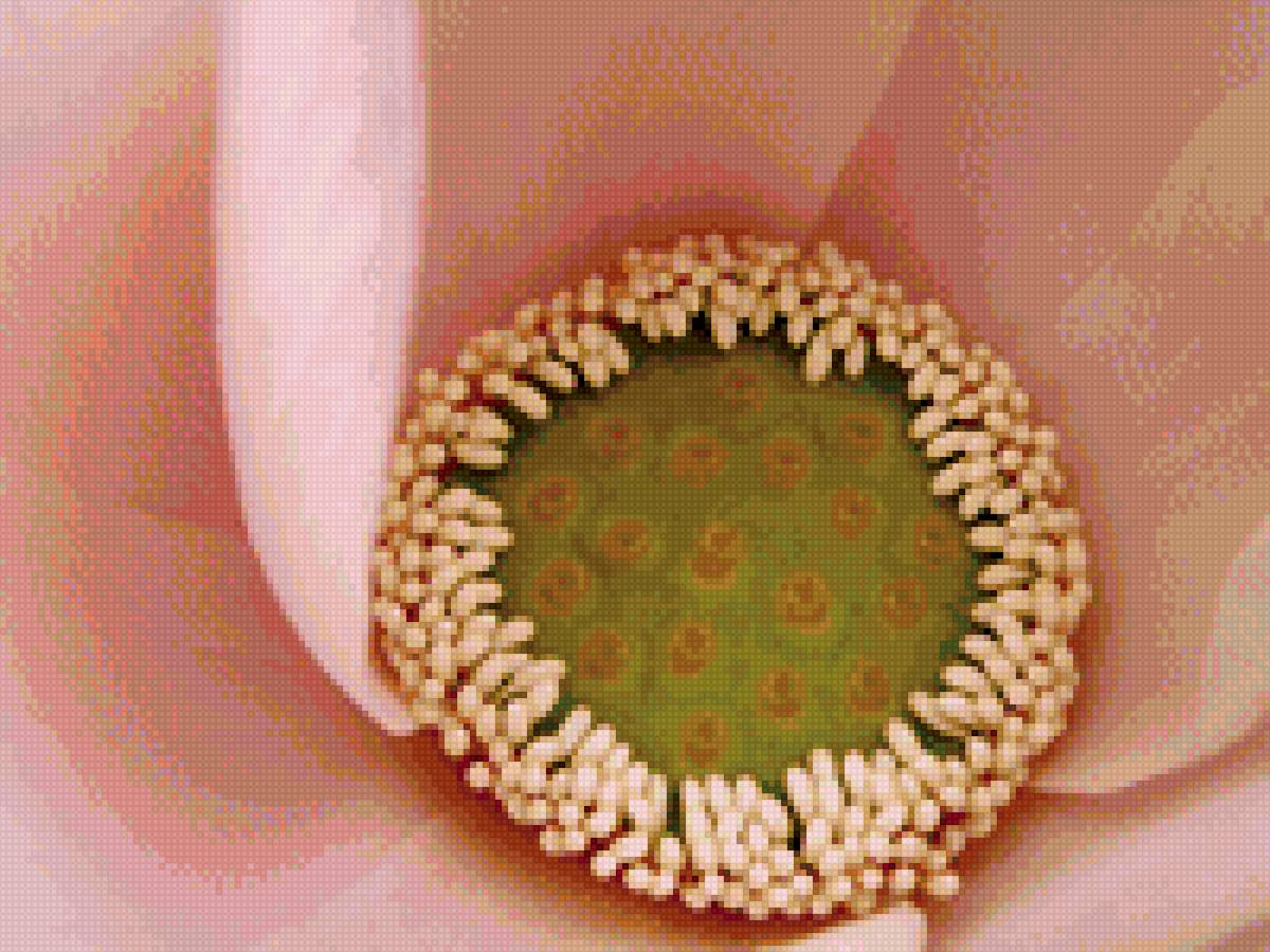 Сердцевина лотоса - цветы, природа, подушка - предпросмотр