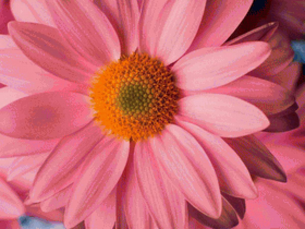 Розовая гербера - цветы, природа, подушка - предпросмотр