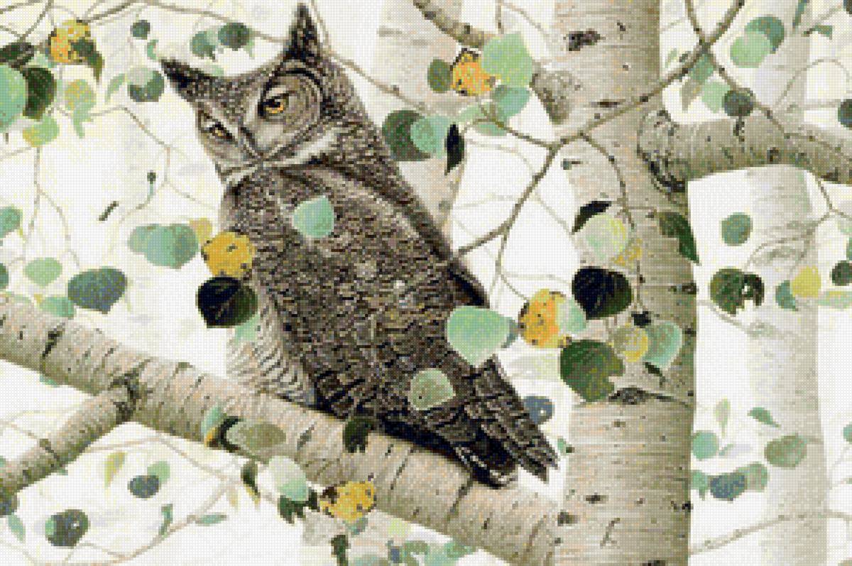 Сова на осине - птицы, сова, осина, дерево - предпросмотр