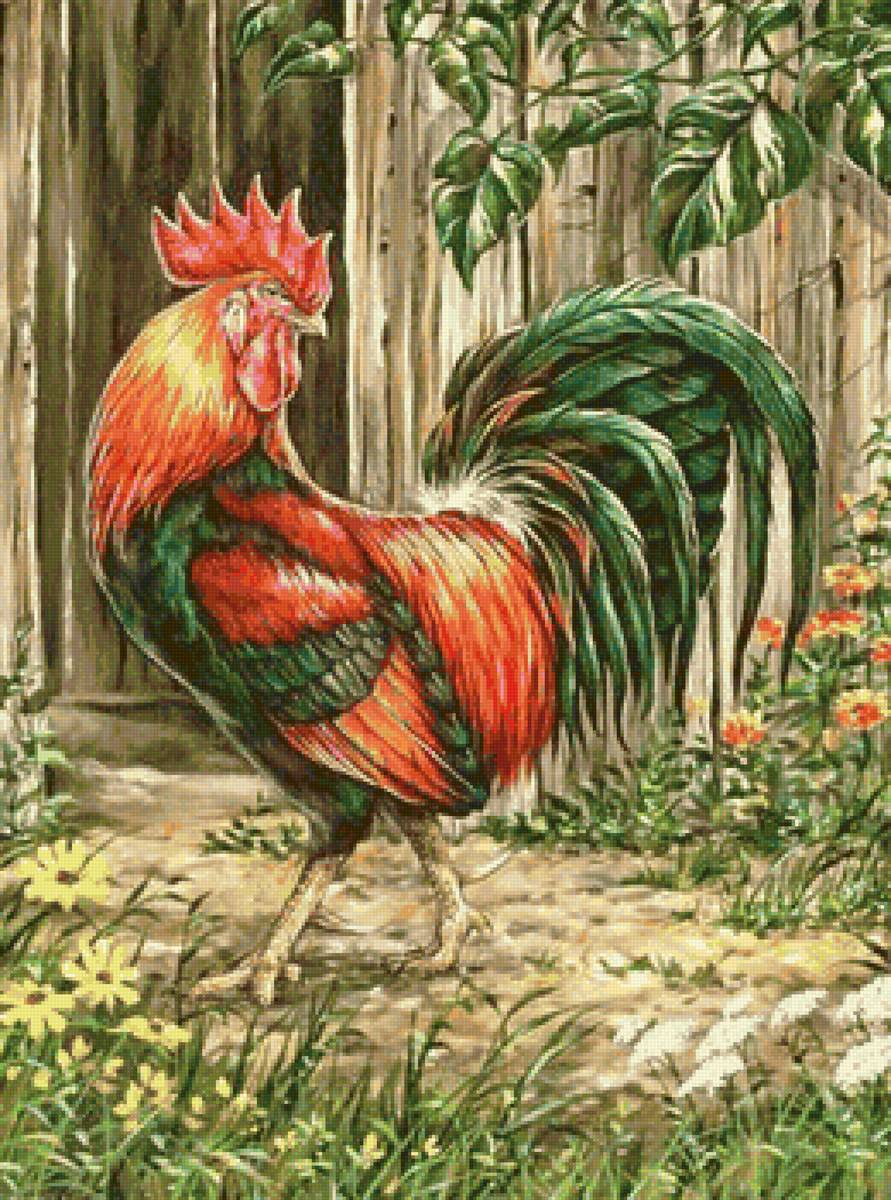 Петух - птицы, петух - предпросмотр