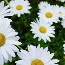 Схема вышивки «Ромашки»