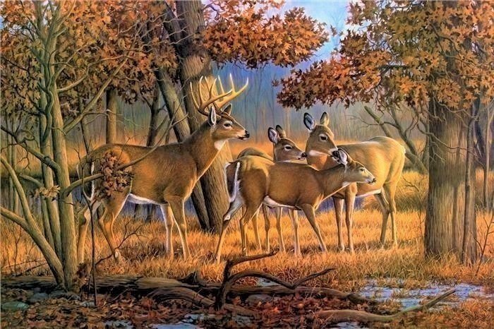 Олени - лес, олени, природа - оригинал