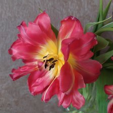 tulip rose
